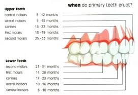 Pediatric Dentistry For Children Ages 0 2 Children S Dental Care