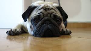 Pug Kopek Cinsi Bakimi Ve Ozellikleri Kopek Turleri