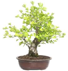 Ginkgo Bonsai Mit Bildern Bonsai Baum Asiatischer Garten Bonsai