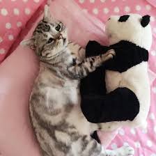Cute Animals Panosundaki Pin