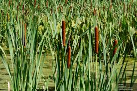 Image result for Typha
