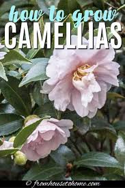 Learn How To Grow Camellias In Your Shade Garden These Evergreen Shrubs Have Gorgeous Flowers That Bloom When Most In 2020 Shade Loving Shrubs Grow Gorgeous Camellia
