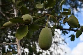 Image result for Balanites maughamii