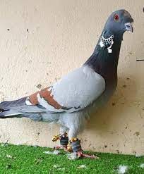 raed m alazzeh adli kullanicinin syrian pigeons panosundaki pin hayvanlar guzel kuslar kus