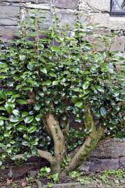 Epingle Sur Arbres Et Arbustes I Trees And Shrubs