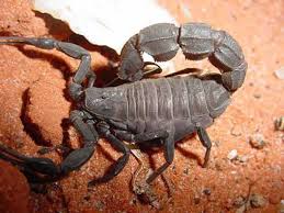 Resultado de imagen para animales del desierto del sahara