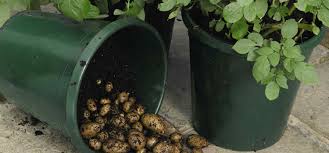 This of course depends on how close the plants are to one another, too. How To Successfully Grow Potatoes In Containers
