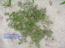 Image result for Aizoaceae