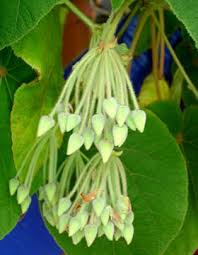 Image result for Dombeya torrida