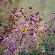 My little one, chinese meadow rue, is best for smaller gardens.it grows to just over a metre high, spreading in time, but is very easy to keep in place by dividing in spring. Thalictrum Rochebrunianum Meadow Rue Yougarden