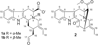 Image result for Tabernaemontana penduliflora