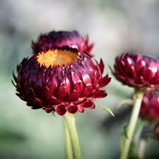 Image result for Helichrysum decorum