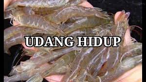 Trip mancing hari mingggu lokasi cantelan cilacap buat mancing udang galah pakai umpan hati ayam.alhamdulillah dapat walaupun hanya satu.tetap pantengin. 12 Jenis Umpan Terbaik Mancing Udang Galah Youtube