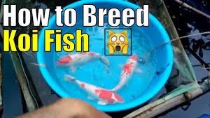 How big do koi get? How To Breed Koi Fish Step By Step Adding Breeders To Breeding Tank Koibreeding Koifish Giobelkoicenter Koi Fish Koi Koi Fish Colors