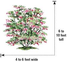 This gorgeous flowering shrub is a bush that produces large, fragrant flowers with intense pink color. 9 Great Shrubs For Shade Finegardening