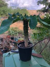 Image result for Synadenium kirkii