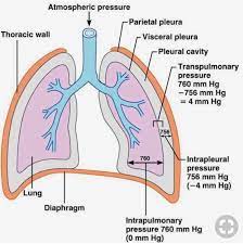 Rc Students Club On Twitter Anatomy Of The Lungs Lungs Right Lung 3 Lobes Left Lung 2 Lobes Pleura Visceral Membrane That Covers The Lungs Parietal Lines