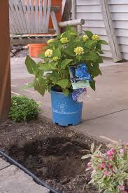 Hydrangea fertilizer and feeding is fairly simple once you understand the basic elements of when you should feed and what you should feed. Planting Hydrangeas Pruning Hydrangeas Hydrangea Care Planting Hydrangeas Hydrangea Care Plants