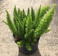 Check spelling or type a new query. Foxtail Fern Florida Nursery Mart