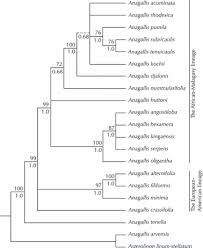 Image result for Anagallis kochii