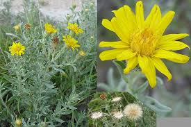 Image result for Heterotis canescens