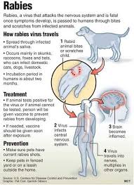How Rabies Affect Humans Vet Assistant Vet Medicine Veterinary Tech