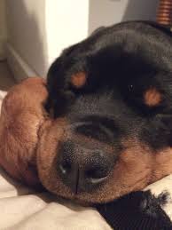 Rottweiler puppies grow into big dogs. Rottweiler Puppy 13 Weeks Purebred Rottweiler Rottweiler Puppies Puppies