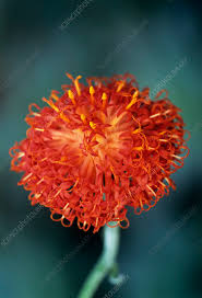 Image result for Emilia abyssinica