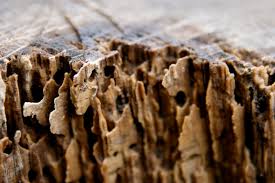 We take pride in making your home a more comfortable place to live by providing professional extermination, animal removal, and renovation services at a fair price. Bug Busters Pest Control