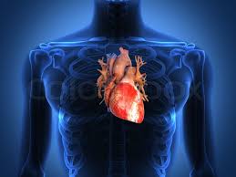 Close up black and white heart anatomy with labels graphic design. Human Heart Anatomy From A Healthy Body Stock Image Colourbox