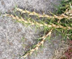 Image result for Cenchrus clandestinus