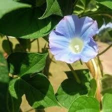 Treating the trees is usually not affective because the spores can travel from a neighbor's tree onto yours. Ipomoea Hederacea Ivy Leaved Morning Glory In Gardentags Plant Encyclopedia