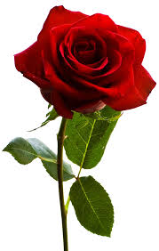Image result for images of rose