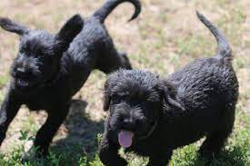 Playful Giant Schnauzer Puppies Schnauzer Puppy Giant Schnauzer Giant Schnauzer For Sale