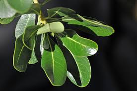 Image result for Pittosporum abyssinicum