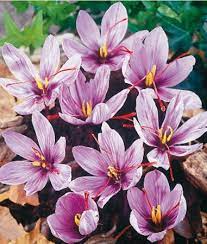 Crocus Sativus Safran Herbstkrokus Bulb Flowers Saffron Plant Saffron Crocus