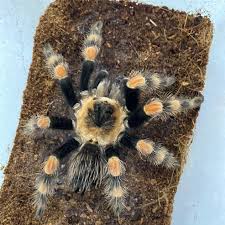 Image result for Brachycome mossambicensis