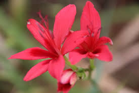 Image result for Freesia grandiflora