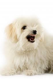 Share your my aggressive puppy story or post a question! How To Tell If A Dog Is Being Agressive
