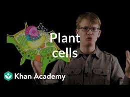 Check spelling or type a new query. Plant Cells Video Crash Course Biology Khan Academy