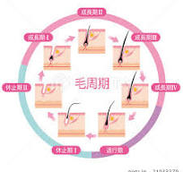 ヘアサイクルのイラスト素材 - PIXTA