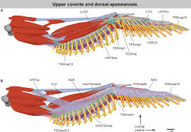 Check spelling or type a new query. Flight Feather Attachment In Rock Pigeons Columba Livia Covert Feathers And Smooth Muscle Coordinate A Morphing Wing Hieronymus 2016 Journal Of Anatomy Wiley Online Library