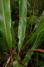 Image result for Elaphoglossum aubertii