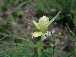 Image result for Cyperus niveus