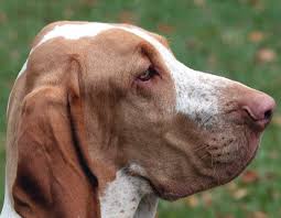 Image result for italský krátkosrstý ohař