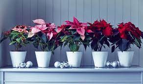 Poinsettias How To Care For The Holy Night Flower Poinsettia Plant Good Night Flowers Poinsettia