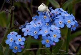 They can grow out of control if left unchecked. Mountain Forget Me Not Myosotis Asiatica Forget Me Not Flower Images Flowers