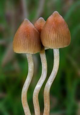 Psilocybe semilanceata, generata con l'AI