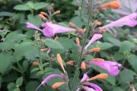 Image result for Lamiaceae