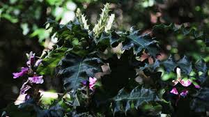 Image result for Acanthus polystachyus